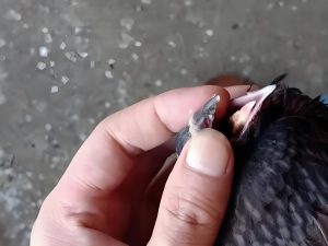 Herpes Virus in Racing Pigeons