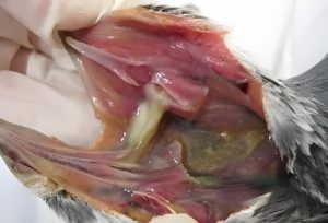 Herpes Virus in Racing Pigeons