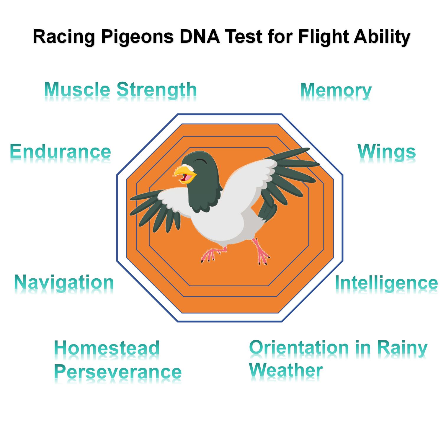 Racing Pigeon Flying Ability DNA Test