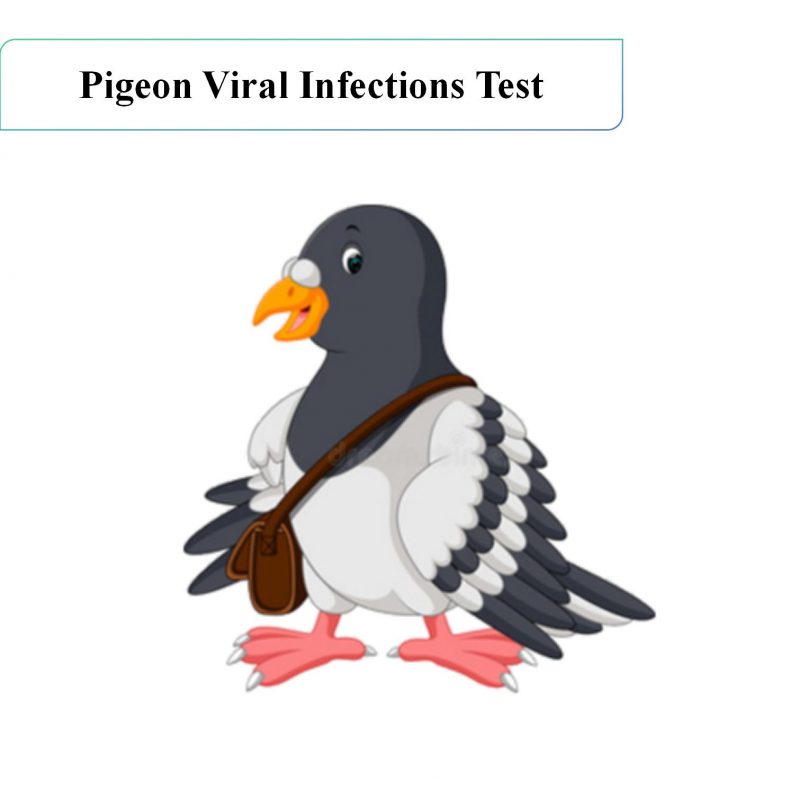 pigeon viral infections