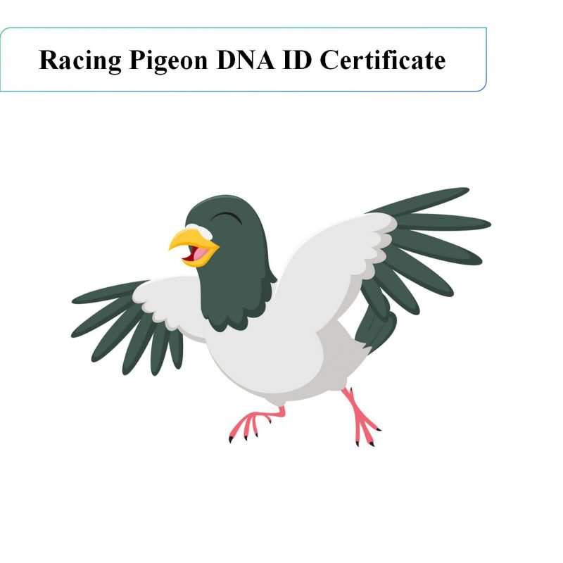 Racing pigeon gene ID certificate