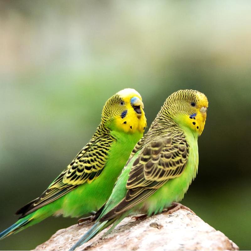 How to Sex a Budgie Bird