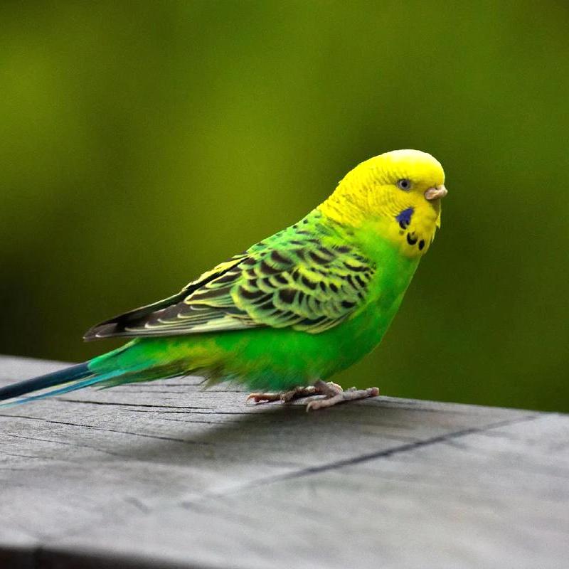 How to Sex a Budgie Bird
