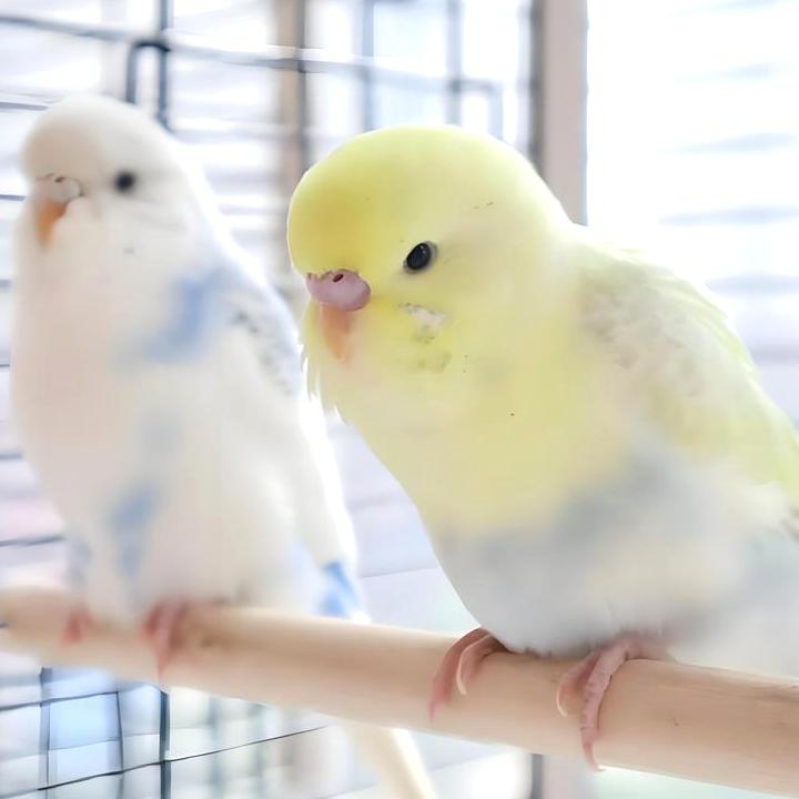 How to Sex a Budgie Bird