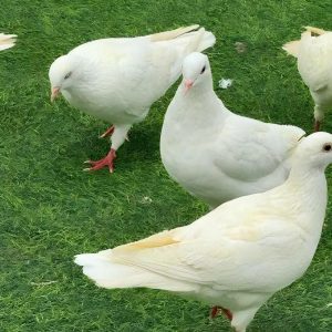 How to Tell the Sex of Pigeons - pigeon dna sexing