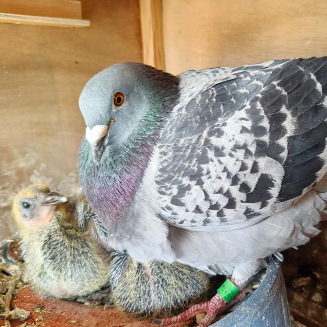 pigeon dna sexing
