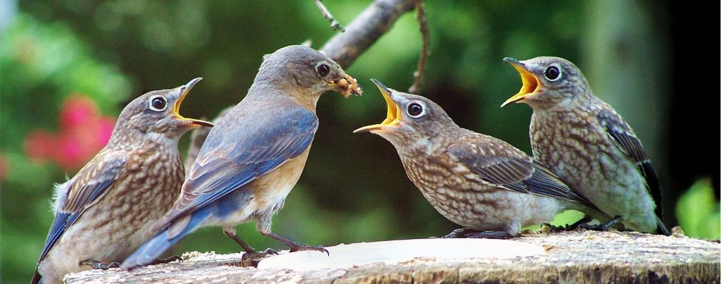 2 bird sexing