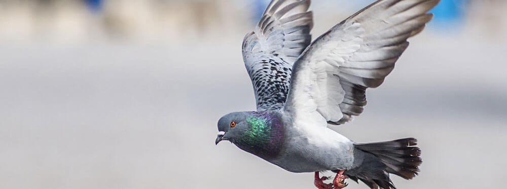 Racing Pigeon Flight Gene 11 Losi Test