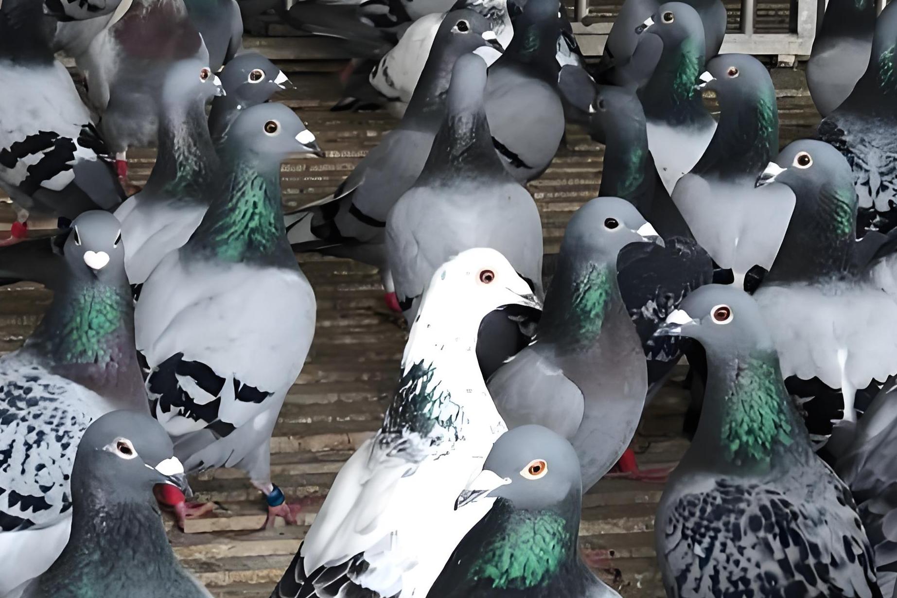Gender Testing in Birds