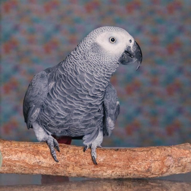 African Grey Parrot DNA Test