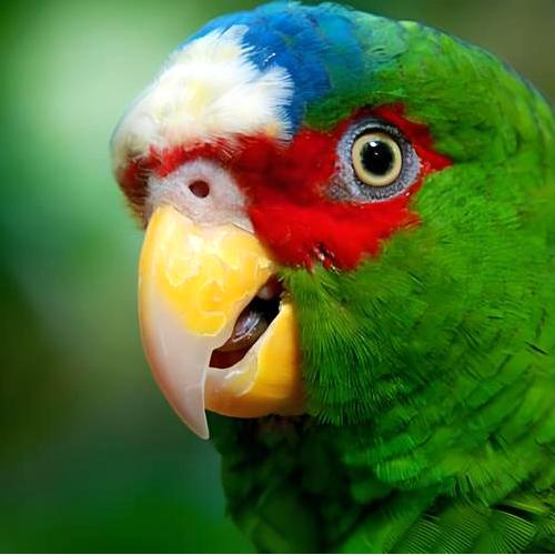 What Diseases Do Parrots Carry?
