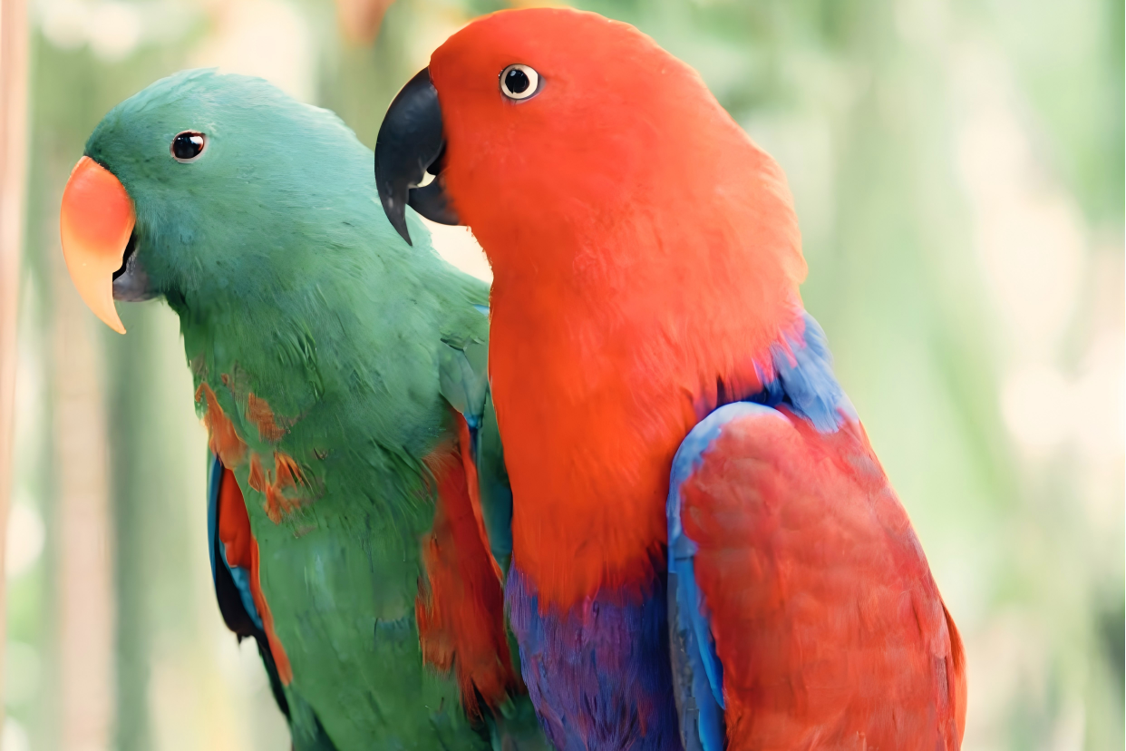bird-dna-sexing-complete-guide
